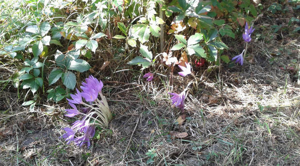 Poli foglarovskou fotografii - Jan Trojan - Roy