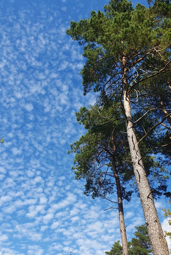 Poli foglarovskou fotografii - Zdenk Krmar - Jafo
